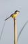 Plain prinia