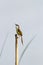 Plain prinia