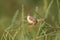 Plain prinia