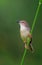 Plain Prinia on a long grass stem