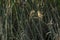 Plain Prinia on a reed stem