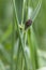 Plain reed beetles