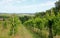 plain seen from a hill with the cultivation of vineyards for win