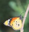 A plain tiger or african queen or african monarch butterfly danaus chrysippus is sitting on a branch, indian rainforest