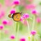 Plain tiger butterfly