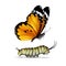 Plain Tiger butterfly and caterpillar