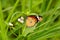 Plain Tiger butterfly (Danaus chrysippus)