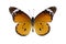 Plain Tiger Butterfly (Danaus chrysippus)