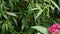 Plain tiger butterfly (Danaus chrysippus) flying over plants