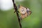 The Plain Tiger Butterfly On the flower plant with a nice soft light green background