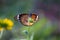 The Plain Tiger Butterfly On the flower plant with wings wide open