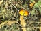 Plain Tiger butterfly, orange colour with white spot butterfly sitting on the leaf.