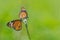 Plain Tiger butterfly pair