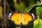 The Plain Tiger (Danaus chrysippus chrysippus) butterfly