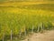 Plain totally covered with bright yellow vineyards at the beginning of autumn in Italy