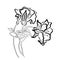 Plain wild flower images, plain lines are used for children& x27;s coloring materials, practicing coloring and clipart