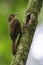 Plain-winged Woodcreeper, Dendrocincla turdina