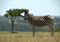 Plain zebra in an African safari