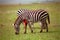 Plain zebra attacked by a lion, Maasai Mara Game Reserve, Kenya