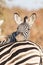 Plain zebra close up, Equus quagga, Kruger national Park