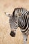 Plain zebra close up, Equus quagga, Kruger national Park