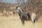 Plain zebra close up, Equus quagga, Kruger national Park