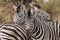 Plain zebra close up, Equus quagga, Kruger national Park