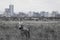 A plain zebra closeup portrait in Nairobi national park with Nairobi city skyline