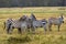 Plain zebras, Lake Nakuru National Park, Kenya