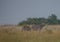 Plain Zebras in the morningly savannah at Ezulwini Game Lodge