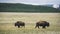 Plains bison animals grazing on a beautiful meadow during autumn with green forest in background