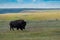 Plains Bison, Buffalo in Grasslands National Park