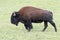 Plains Bison Charging - Grand Canyon