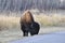 Plains bison eating grass on the roadside