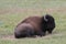 Plains Bison - Grand Canyon