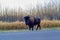 Plains bison on the roadside