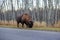 Plains bison on the roadside