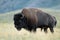 Plains Bison - Waterton Lakes Nation