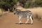 Plains or Burchells zebra, Equus quagga