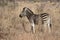 Plains or Burchells zebra, Equus quagga