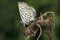 Plains cupid butterfly close wing, Luthrodes pandava, Satara