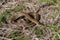 Plains garter snake