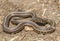 Plains Garter Snake