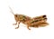 Plains Lubber Grasshopper