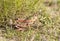 Plains Lubber Grasshopper Brachystola magna Perched on the Ground in Vegetation in Eastern Colorado