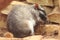 Plains viscacha