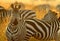 Plains zebra