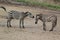 Plains zebra