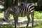 Plains Zebra  824477