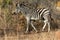 Plains zebra in the bush